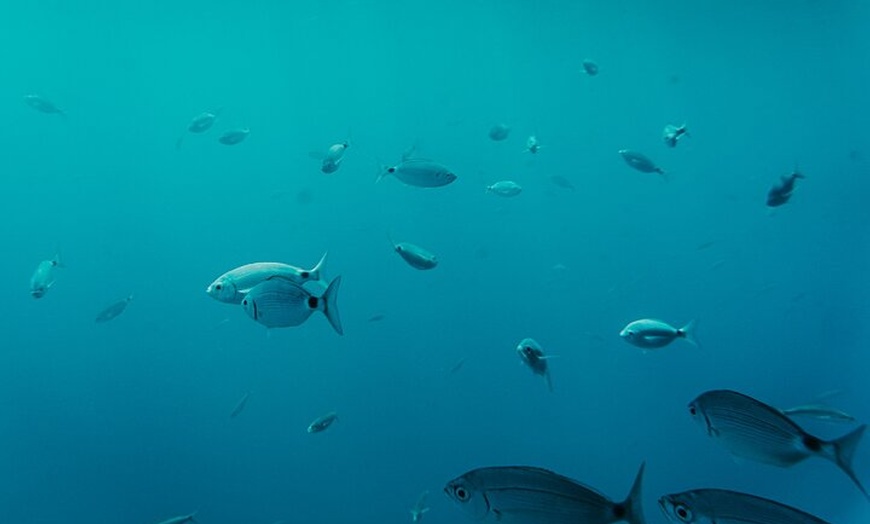 Image 8: Lanzarote, excursión en catamarán a las playas de papagayo con comi...