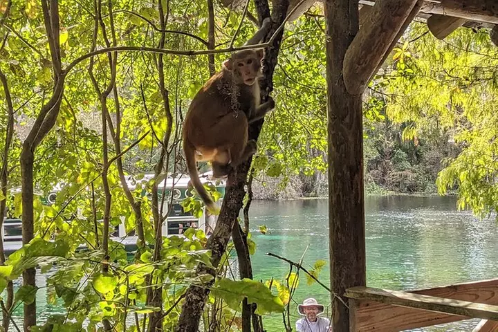 Silver Springs Jungle Kayaking and Paddleboarding