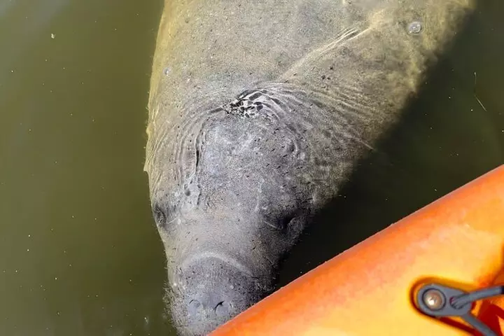 Manatee Discovery Anna Maria Island