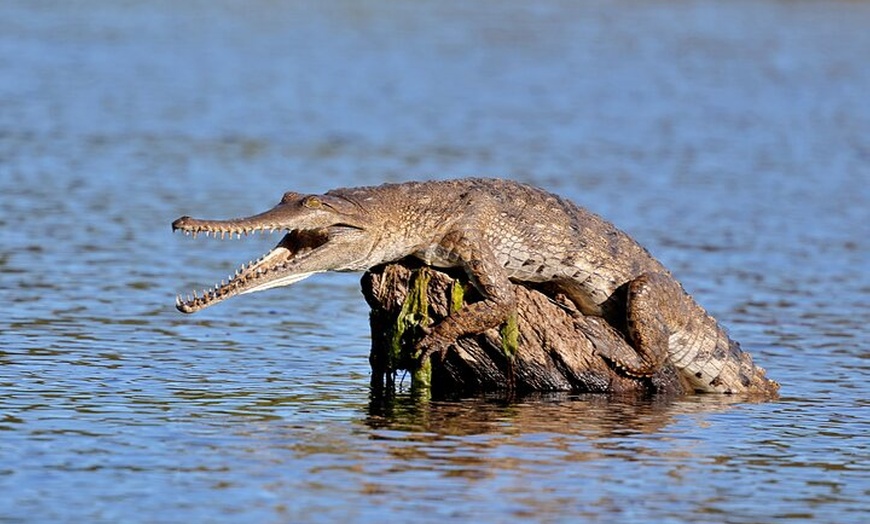 Image 5: Ord River Nature Boat Tour (minimum 2 passengers required)