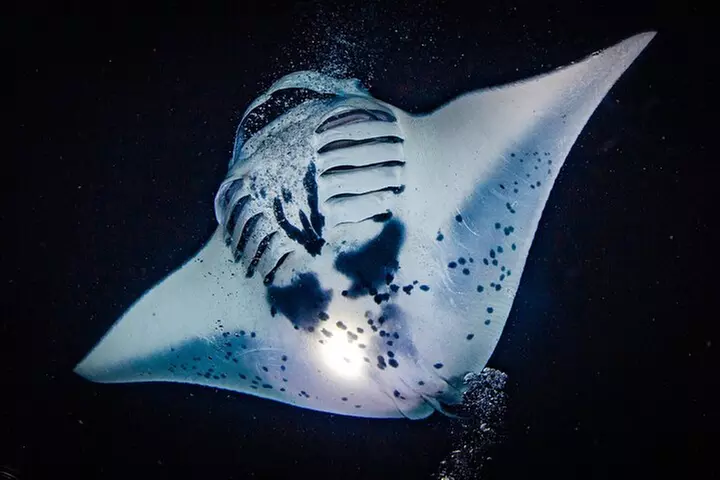 Kona's Best Manta Ray Night Snorkel Small Group Experience