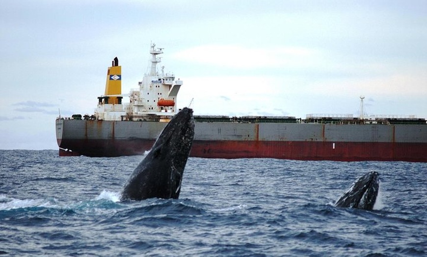 Image 5: Newcastle Whale Watching Cruise