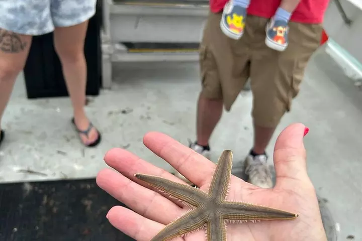 Eco Tour and Dolphin Watch