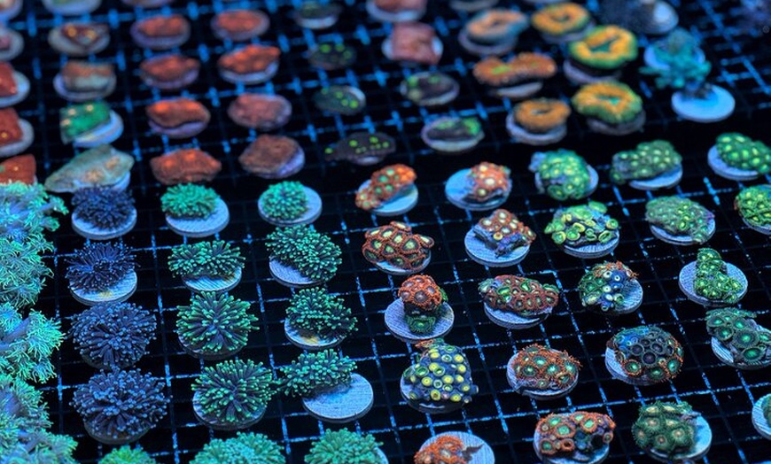 Image 3: One Hour Coral Farm Tour, Discover Australia's Marine Life