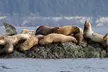 Port Townsend Wildlife Watching Cruise - Second Medium