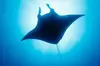Manta Ray Night Snorkel Kona - Coral Reef Snorkel Adventures