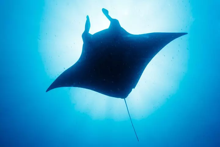Manta Ray Night Snorkel Kona - Coral Reef Snorkel Adventures - Primary Image