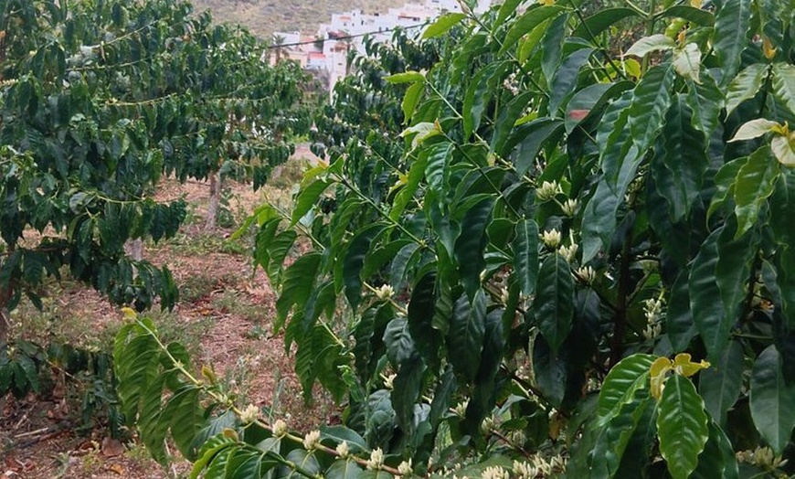 Image 10: Explora el Café de Gran Canaria en Finca Los Castaños