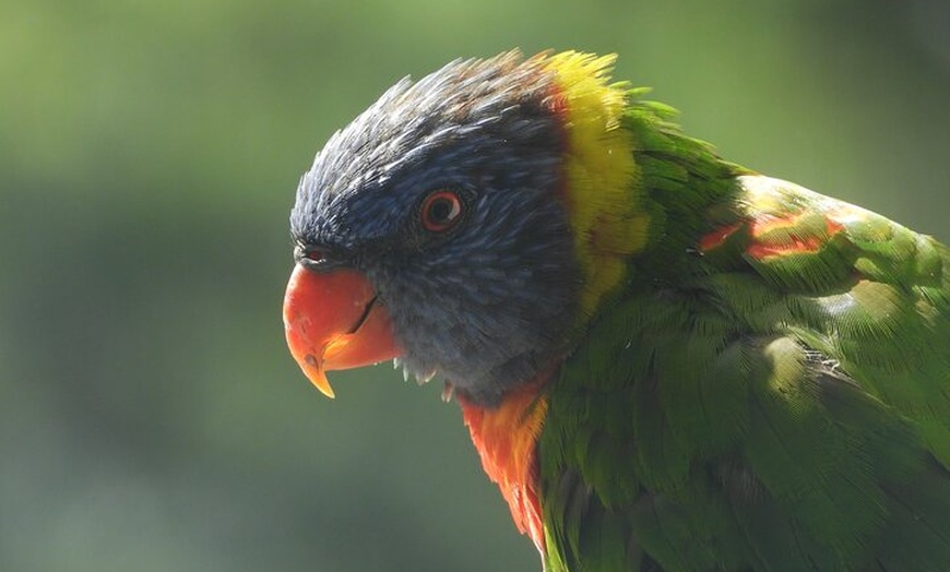 Image 13: Sydney Guided Wildlife Walk Explore Birds and Nature