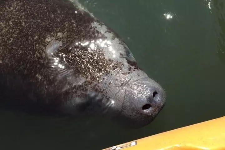 Manatee and Dolphin Kayaking Encounter - Primary Image