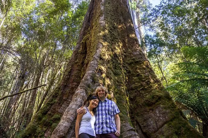 Hobart: Mt. Field, Mt Wellington & Wildlife - Active Day Tour