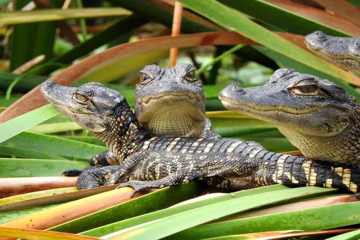 Everglades Day Safari from Ft Lauderdale