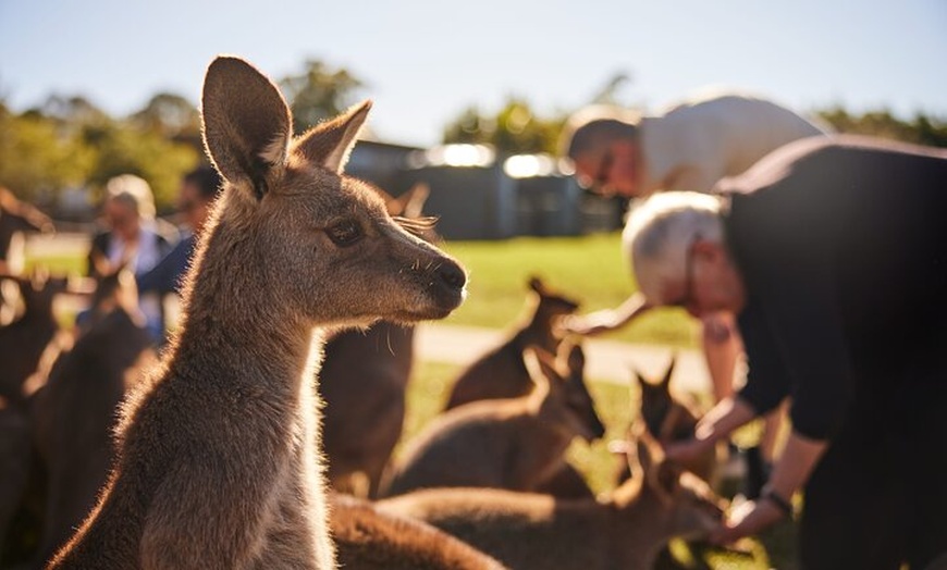 Image 2: Kiama & Kangaroos - Sydney South Coast Escape