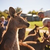 Image 2: Kiama & Kangaroos - Sydney South Coast Escape