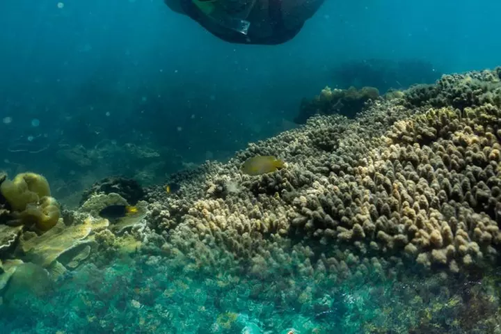 Magnetic Island Discovery Tour with Snorkeling & Paddle Boarding