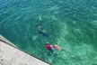 San Juan Snorkel with Manatees and Turtles with Free Rum - Second Medium
