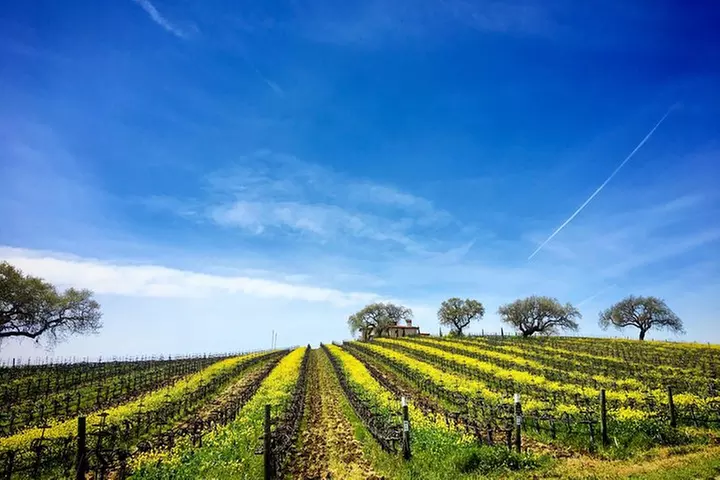 Small-Group Wine Tasting Tour of Santa Barbara Wine Country