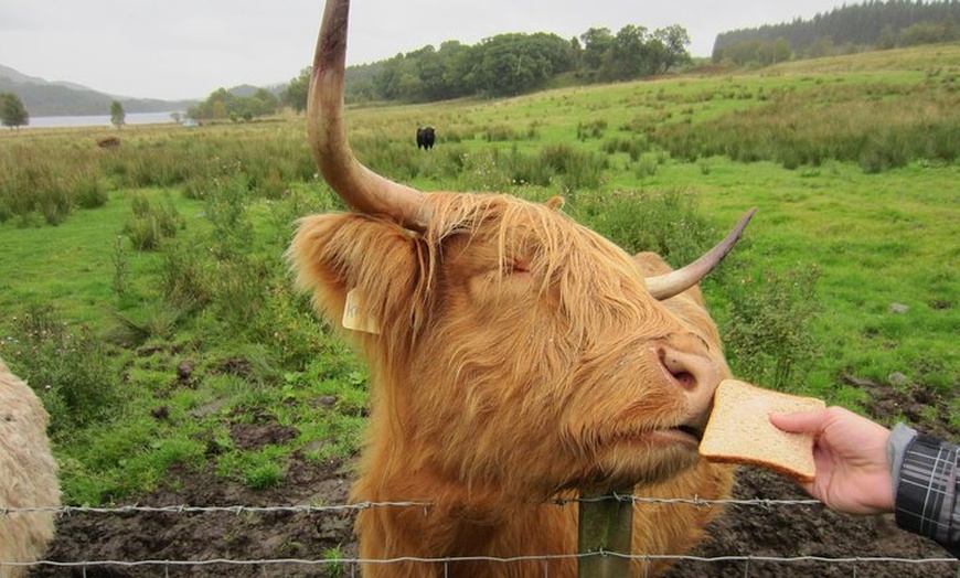 Image 4: 1 Day Tour from Inverness - Isle of Skye, Fairy Pools, and Eilean D...