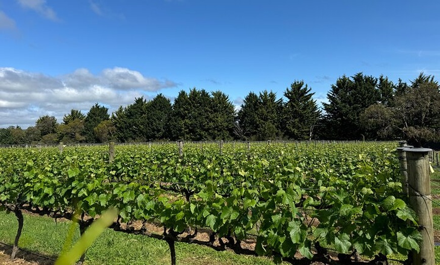 Image 8: Melbourne: Private Mornington Peninsula & Winery Tours.