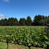 Image 8: Melbourne: Private Mornington Peninsula & Winery Tours.