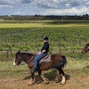 Image 1: Hunter Valley Horse Ride - 90 Minutes -Vineyard & Mountain Views