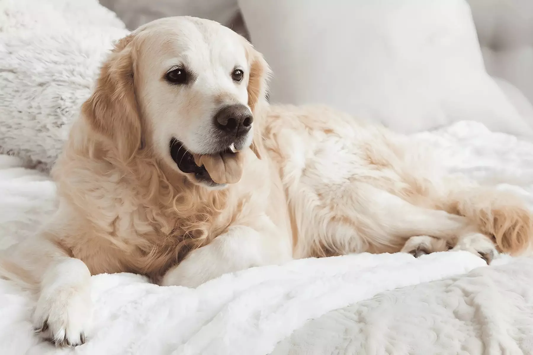 $32.50 For $65 Toward Boarding