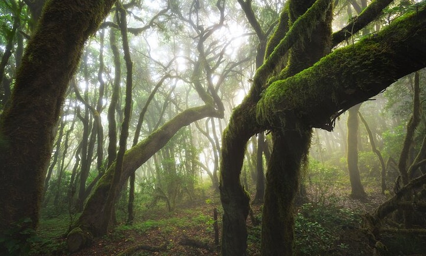 Image 8: Senderismo en el cañón de Cuevas Negras en Tenerife