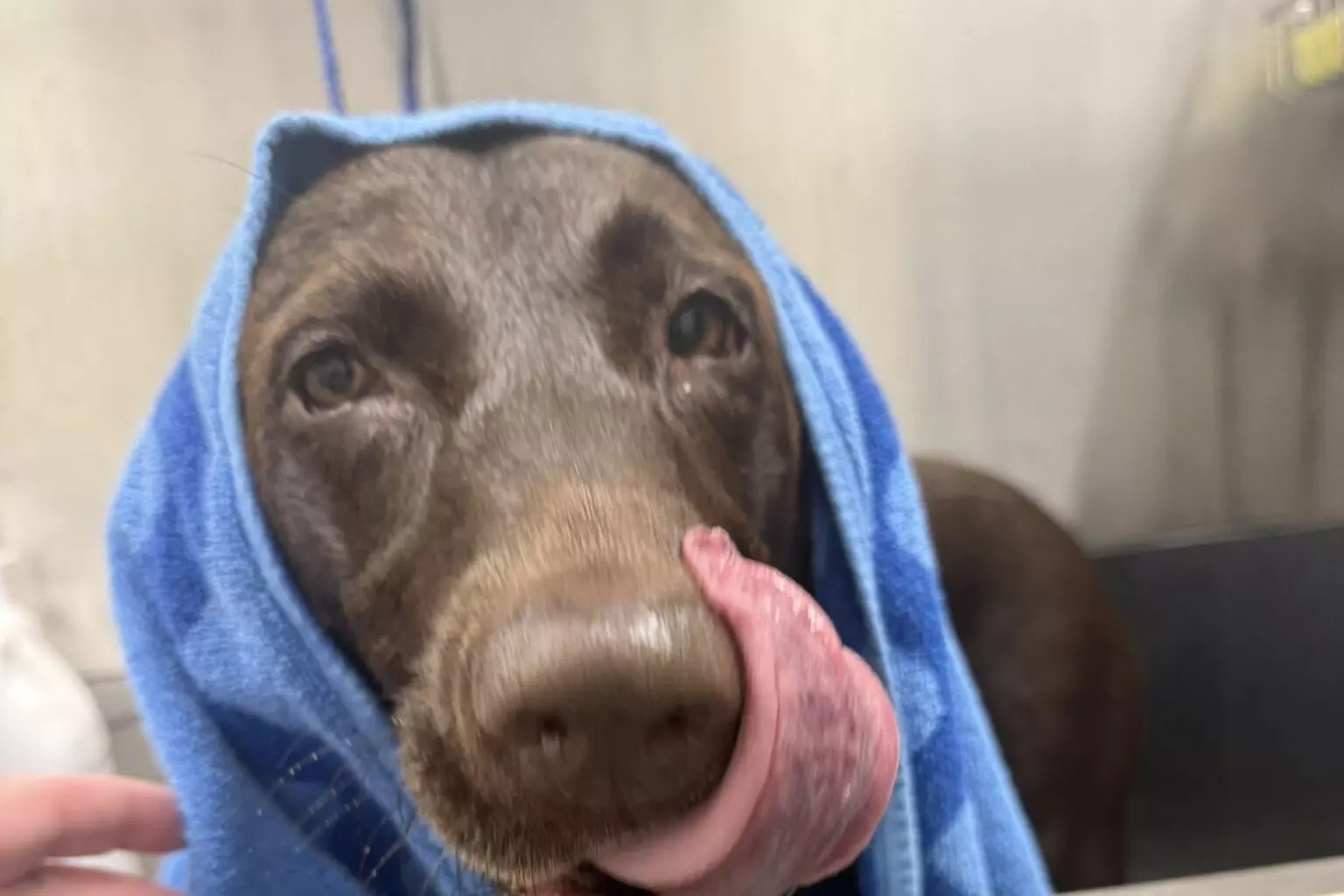 $40 For $80 Towards Pet Grooming Services - Second Medium