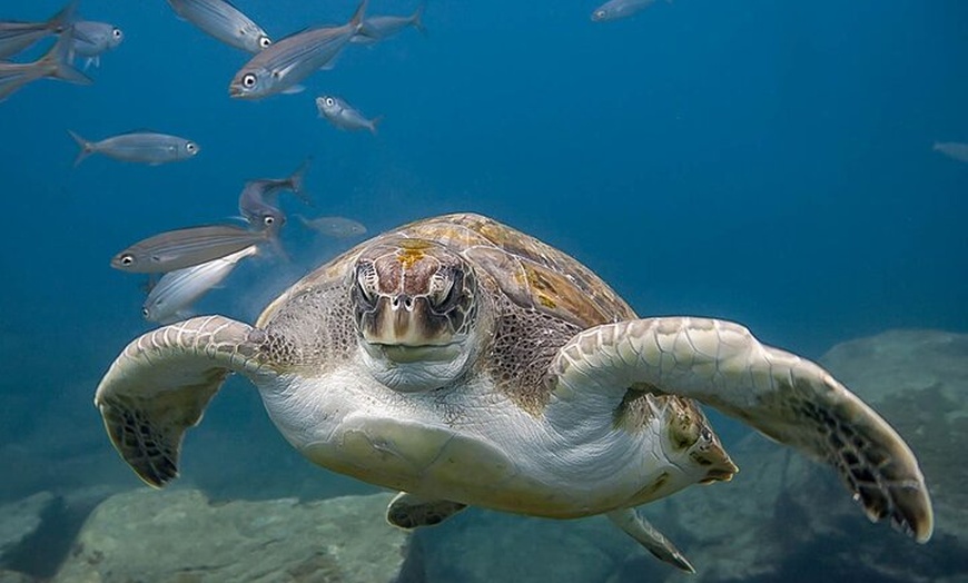 Image 2: Descubre la aventura del buceo en Tenerife