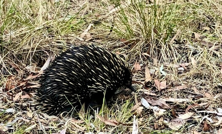 Image 6: Morialta Falls Hike: Trails and Tales with a Foreign Flair