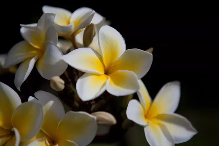 Maui: Road to Hana Adventure with Farm to Table Lunch