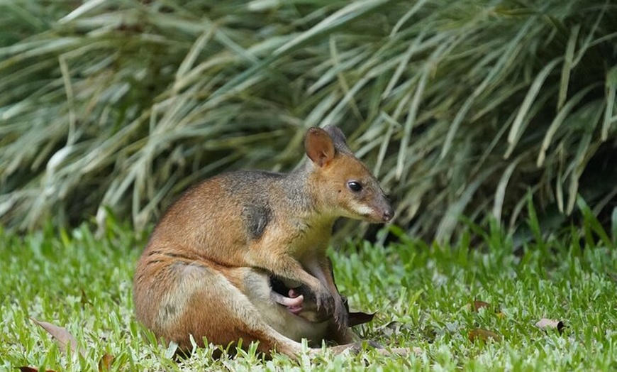 Image 11: Private Luxury Tour Above the Canopy Kuranda Experience
