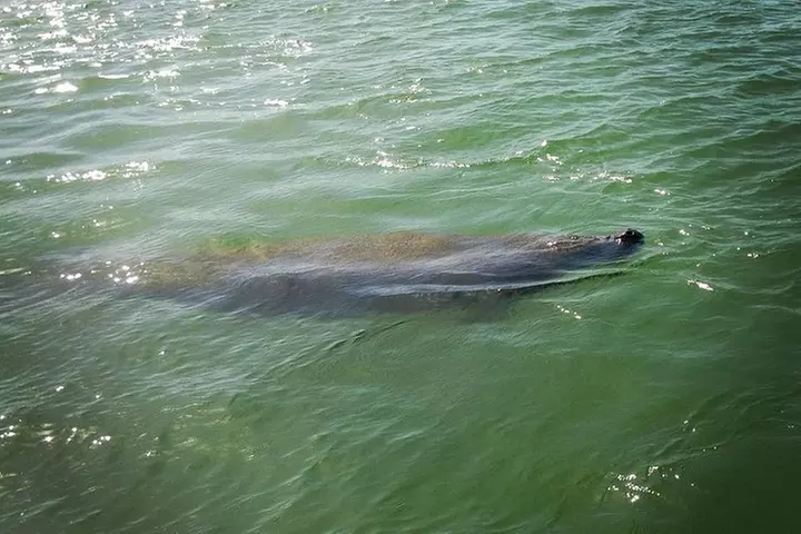 Dolphin and Shelling Cruise for up to 12 people