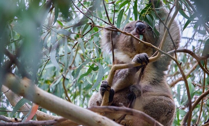 Image 4: Small-Group Great Ocean Road Classic Day Tour from Melbourne
