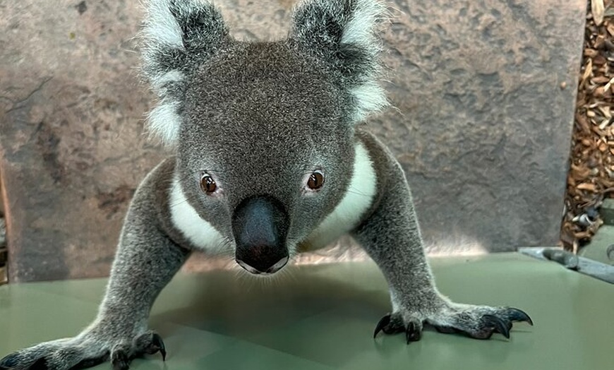 Image 12: South Coast Private Daily Group Tour - Pick up & Drop off