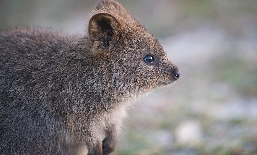 Image 5: Rottnest Island Bayseeker Tour