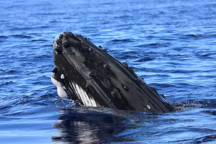 Whale Watch Excursion from the Big Island