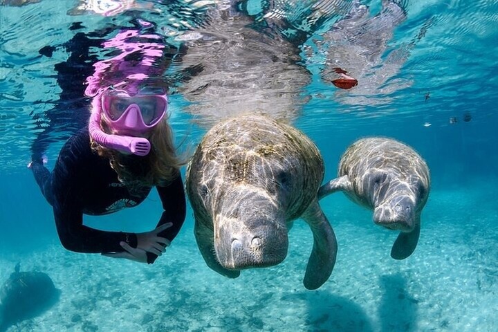 3 hours Manatee Swim Tour in Florida