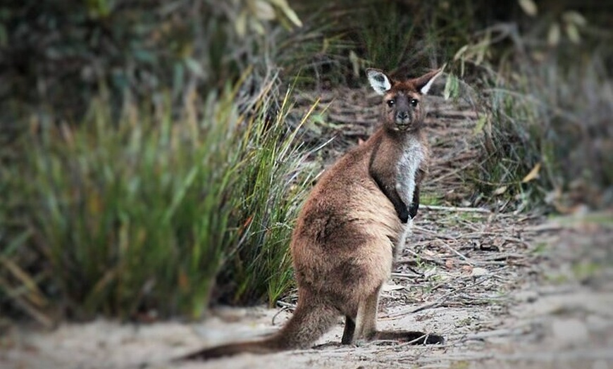 Image 5: After Hours Koala Walking Tour in Kangaroo Island