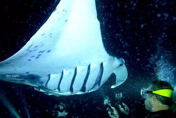 Manta Ray Night Snorkel and Dive