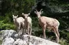 Yellowstone Day Adventure