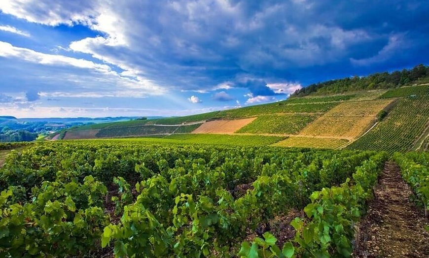 Image 10: Visite privée de dégustation de vins à Chablis Bourgogne au départ ...