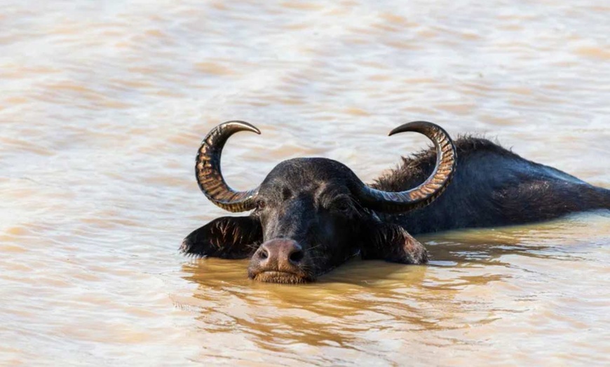 Image 32: ✈ SRI LANKA | Yala - Hilton Yala Resort 5*, 5 nuit - Tout inclus