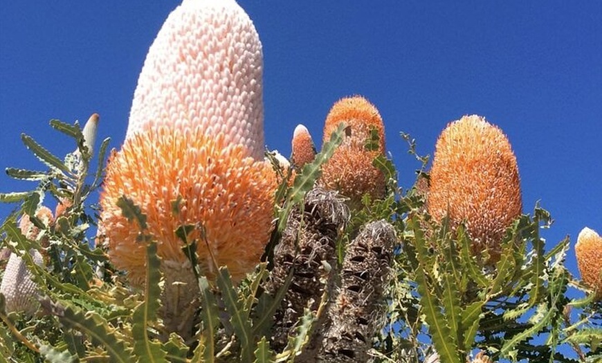 Image 6: Pinnacles and Swan Valley Day Tour