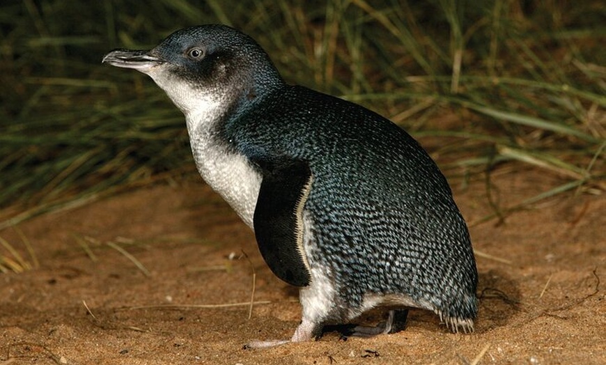 Image 2: Phillip Island Direct Tour Penguin Parade and Coastal Views