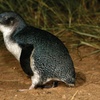 Image 2: Phillip Island Direct Tour Penguin Parade and Coastal Views