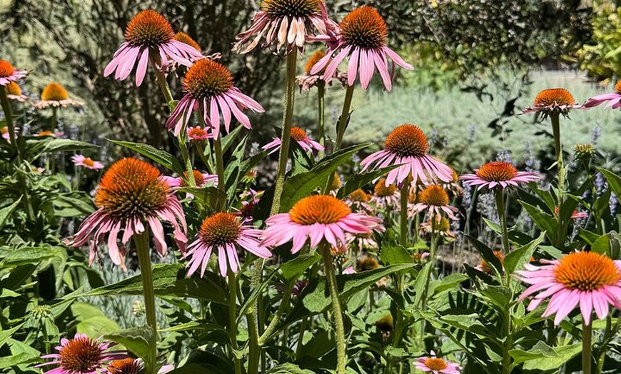 Image 3: Adelaide City Tour: Top Places to Visit, Mt Lofty & Hidden Gems