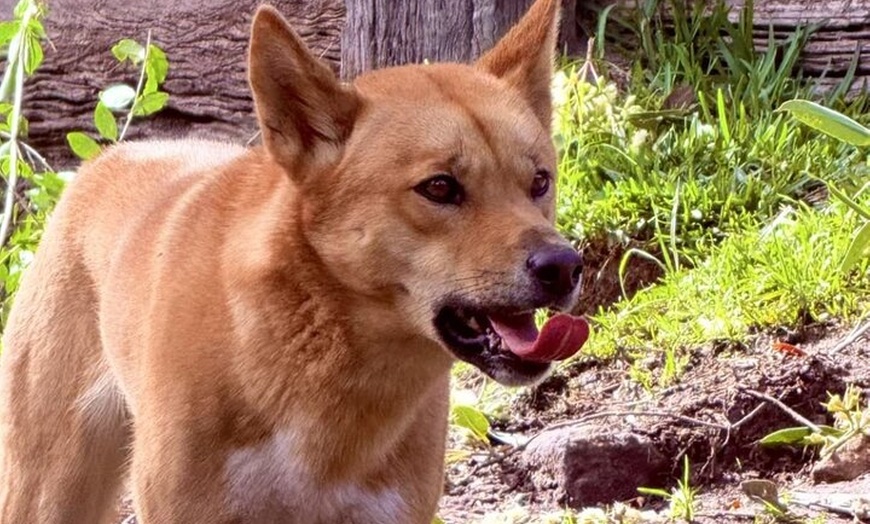 Image 6: Baby Animals, Boomerangs and BBQ Lunch