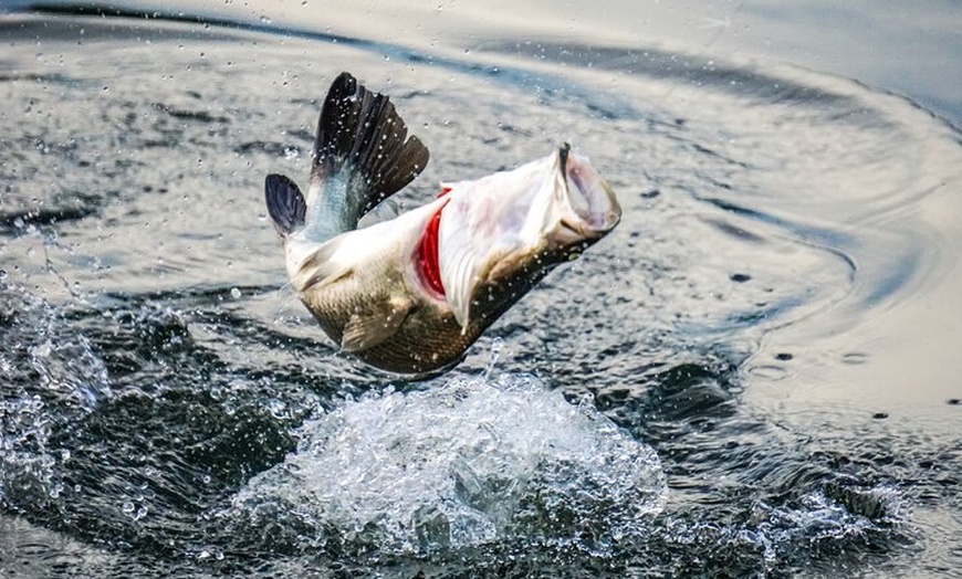 Image 9: Hooked On Barra - Land Based Barramundi Fishing Experience
