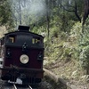 Image 12: Private Puffing Billy Steam Train and Healesville Sanctuary Tours